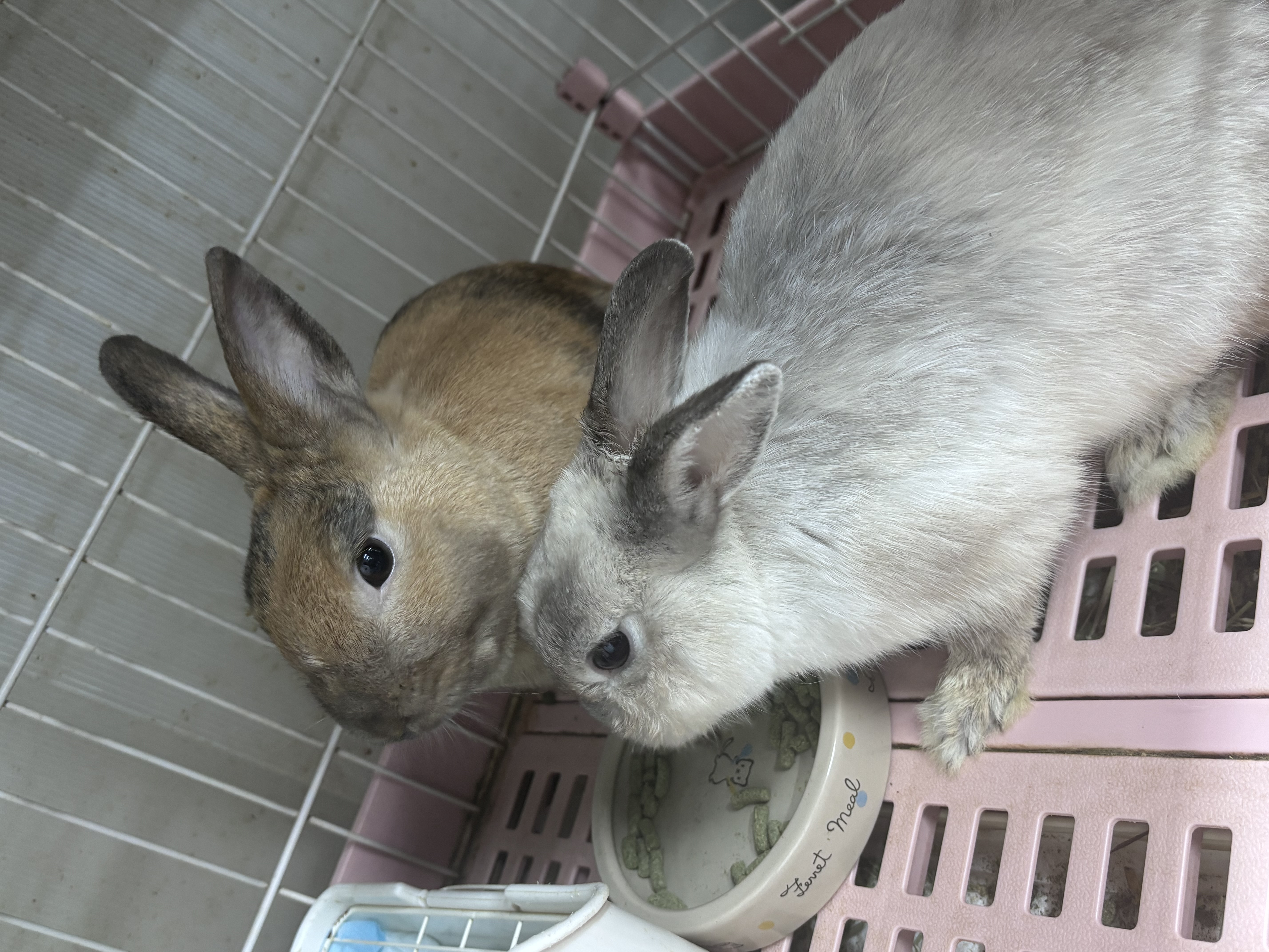 ミニウサギペア