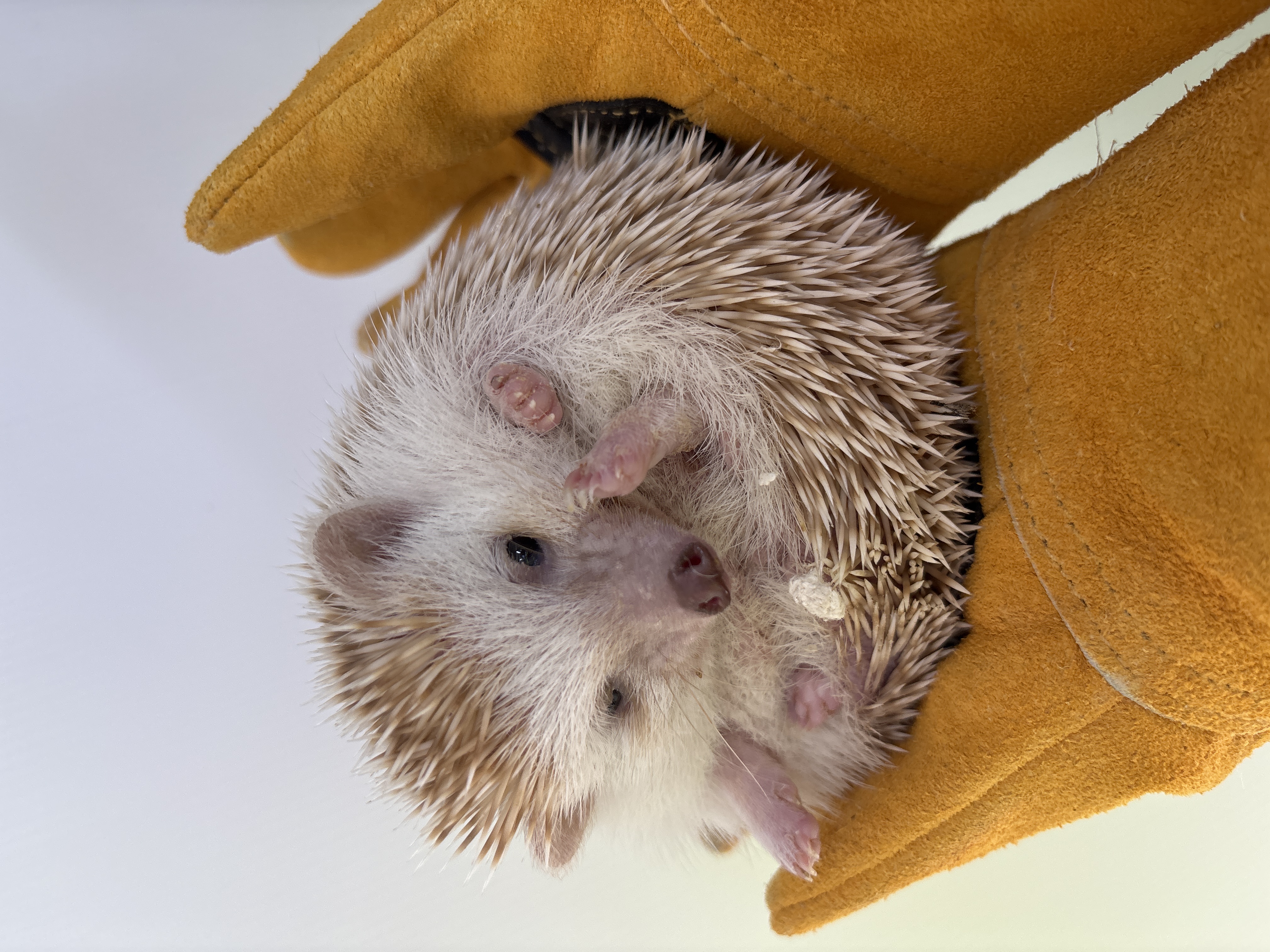 ハリネズミ