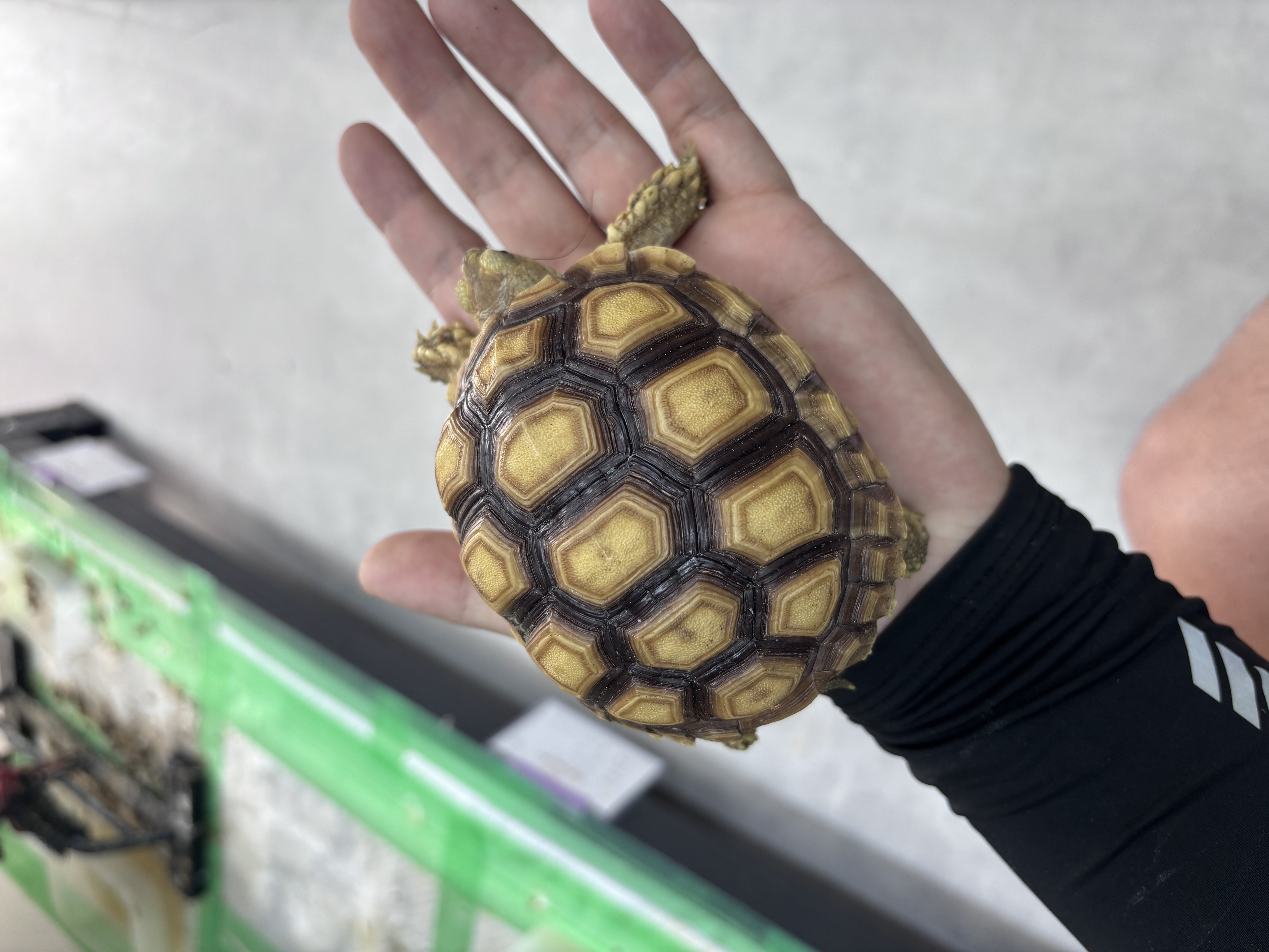 ケヅメリクガメ